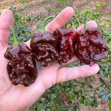 Bismark Chocolate Long - Seeds - The Pepper Pantry (Formerly Marie Sharp's)
